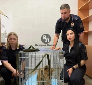 Львёнок в центре города: Как хищник оказался на поводке